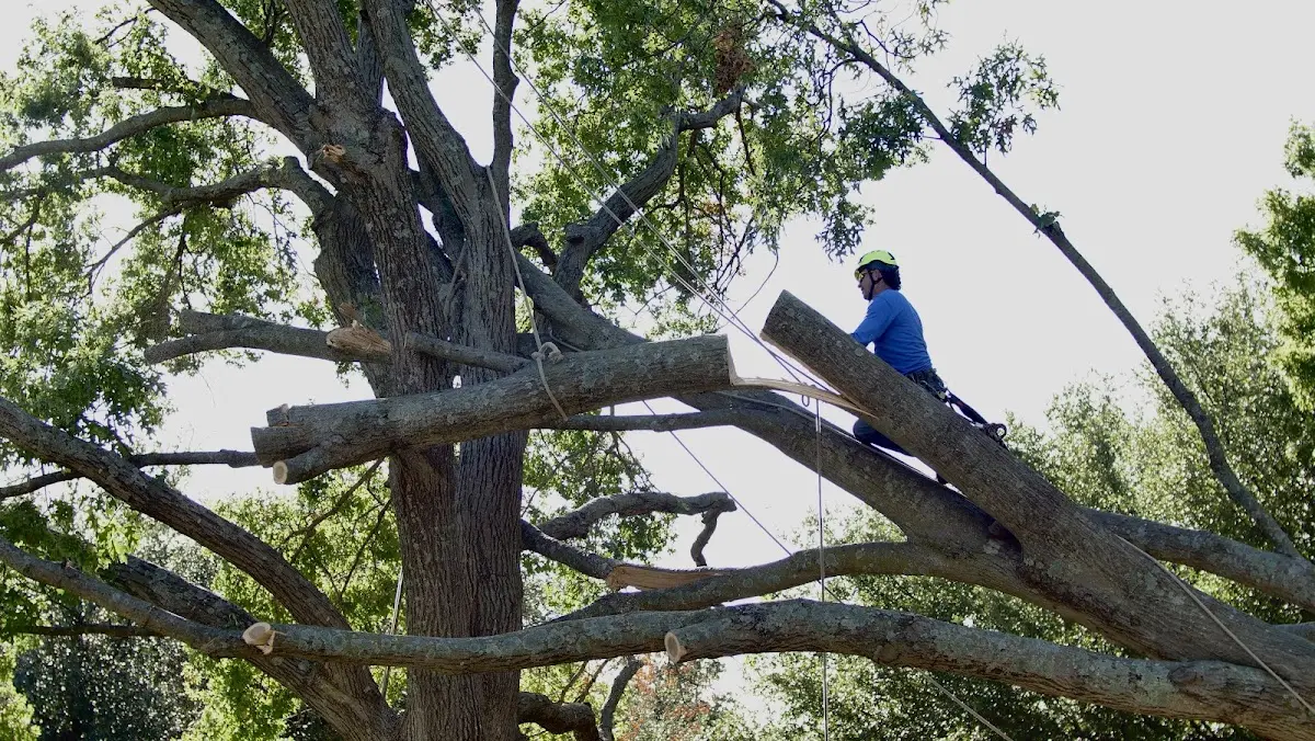 Professional Crown Thinning performed by certified arborists in Piney Creek